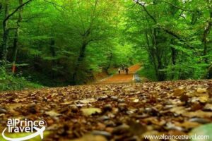 رحلة غابات بلغراد تركيا