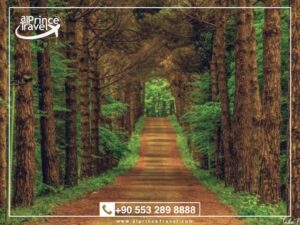 رحلة غابات بلغراد تركيا Belgrad Ormanı